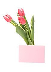 Image showing greeting card  with pink tulips  isolated on white background