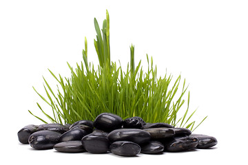 Image showing grass and stones isolated on white background