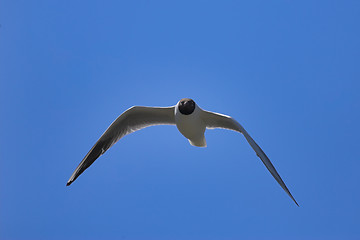 Image showing Black-headed gull