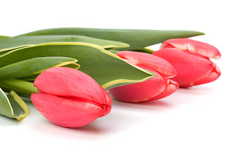 Image showing tulips  isolated on white background