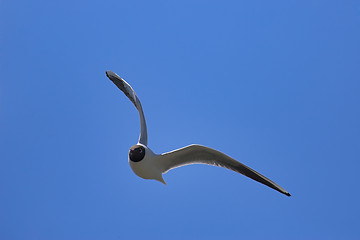 Image showing Black-headed gull