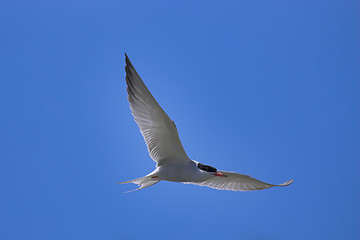 Image showing Common tern