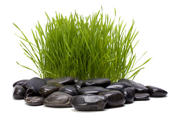 Image showing grass and stones isolated on white background