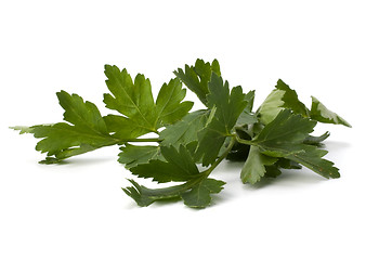 Image showing parsley branch isolated on white background