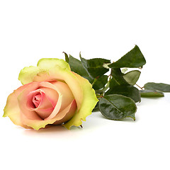 Image showing Beautiful rose isolated on white background 