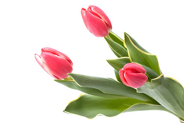 Image showing tulips  isolated on white background