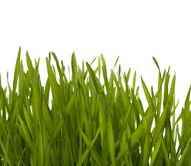 Image showing grass isolated on white background