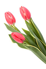 Image showing tulips  isolated on white background