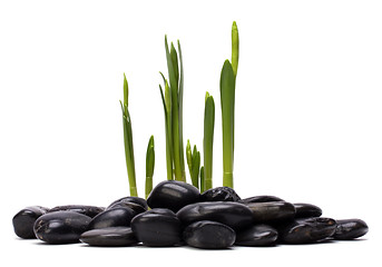 Image showing grass and stones isolated on white background