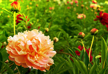 Image showing Beautiful peonies