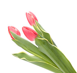 Image showing tulips  isolated on white background