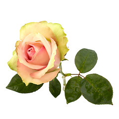 Image showing Beautiful rose   isolated on white background 