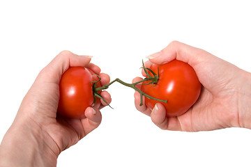 Image showing hands breaking fasten tomato isolated on white background 