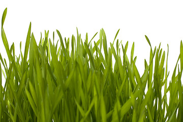 Image showing grass isolated on white background