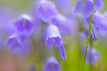 Image showing Beautiful bellflowers