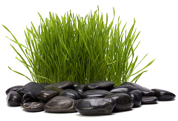 Image showing grass and stones isolated on white background