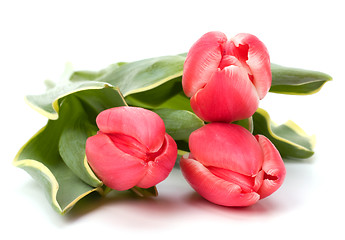 Image showing tulips  isolated on white background