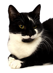 Image showing cat isolated on white background