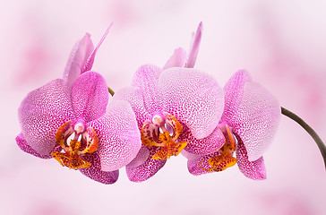 Image showing beautiful orchid on pink blured background