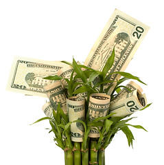 Image showing Money growing concept