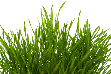 Image showing grass isolated on white background