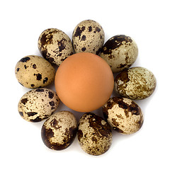 Image showing quail and hen's eggs 