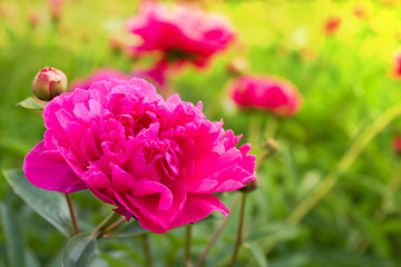 Image showing Beautiful peonies