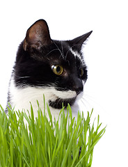 Image showing cat in grass isolated on white background