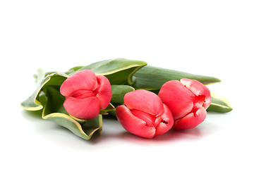 Image showing tulips  isolated on white background