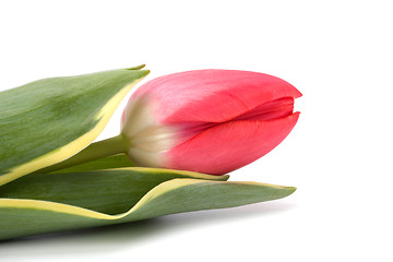 Image showing tulips  isolated on white background