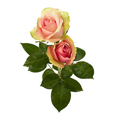 Image showing Beautiful roses   isolated on white background 