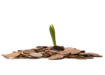 Image showing Money sprouts.  Business concept