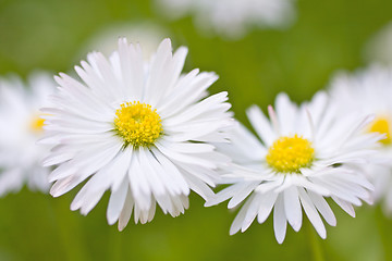 Image showing Beautiful daisies 