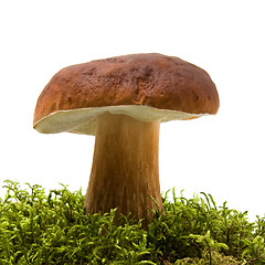 Image showing mushroom isolated on white