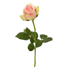 Image showing Beautiful rose   isolated on white background 