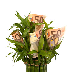 Image showing Money growing concept