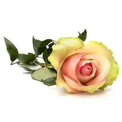 Image showing Beautiful rose isolated on white background 