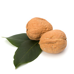 Image showing  walnut 