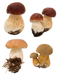 Image showing Collection of mushrooms isolated on white 