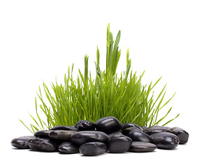 Image showing grass and stones isolated on white background