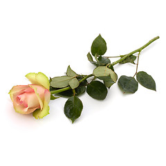 Image showing Beautiful rose isolated on white background 