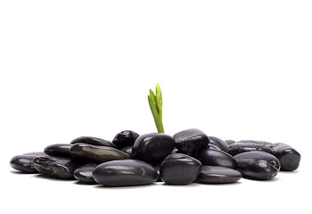 Image showing grass and stones isolated on white background