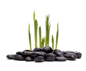 Image showing grass and stones isolated on white background