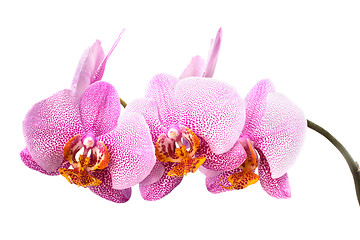 Image showing orchid