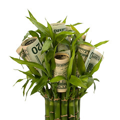 Image showing Money growing concept