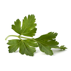 Image showing parsley branch isolated on white background