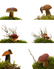 Image showing Collection of mushrooms isolated on white 