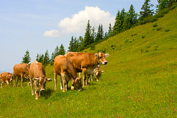 Image showing Herd of cows grazing in Alps