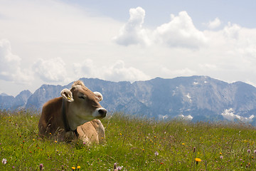 Image showing grazing cow
