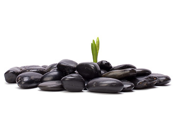 Image showing grass and stones isolated on white background